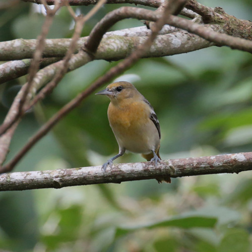 Baltimore Oriole